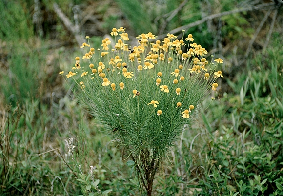 {Helenium amarum}